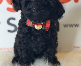 Muhteşem Siyah Poodel Yavrular